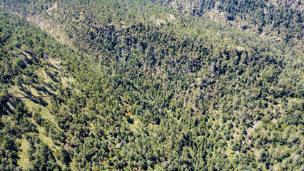 High-altitude forests of Pinus hartwegii, a pine species that only grows above 3,000 meters. Unique...
