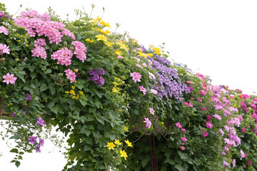 Fototapeta premium creeper with spring season flowers, isolated on transparent background.PNG AI GENERATED