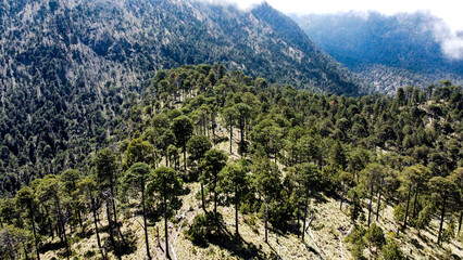 High-altitude forests of Pinus hartwegii, a pine species that only grows above 3,000 meters. Unique...