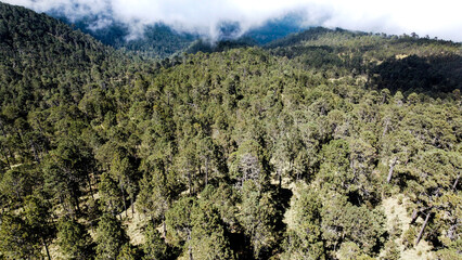 High-altitude forests of Pinus hartwegii, a pine species that only grows above 3,000 meters. Unique...