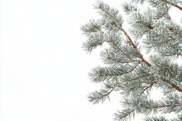 Obraz premium Icy pine branches against white