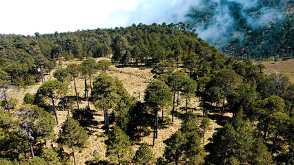 High-altitude forests of Pinus hartwegii, a pine species that only grows above 3,000 meters. Unique...