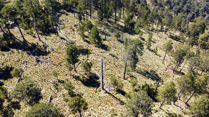High-altitude forests of Pinus hartwegii, a pine species that only grows above 3,000 meters. Unique...