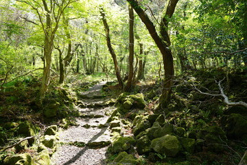 fine spring forest and path in the refreshing sunlight