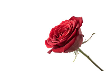 Elegant red rose with scattered petals in motion on white background, AI GENERATED
