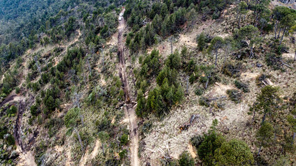 Illegal logging zone showing clear signs of deforestation and forest damage. A critical...