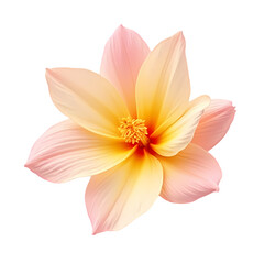 Obraz premium Peach Blossom Flower Stunning Closeup Image isolated on transparent background