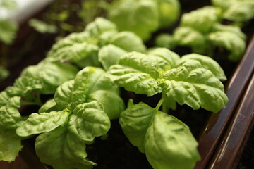 green basil leaf surface texture