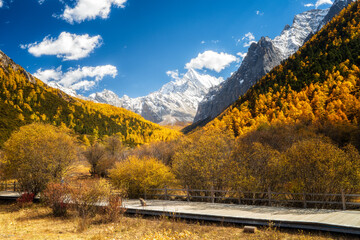 Golden autumn trees wooden pathway snow capped mountain blue sky scenic valley tranquil landscape outdoor nature vibrant foliage peaceful travel destination