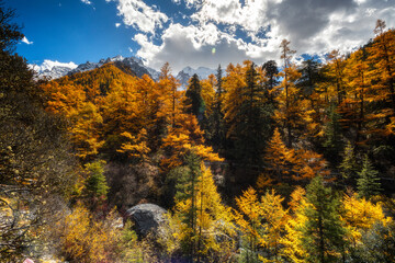Golden autumn forest with vibrant yellow and orange foliage, tall conifer trees, dramatic clouds, and distant snow capped mountains under bright blue sky, creating peaceful landscape