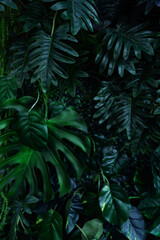 Full Frame of Green Leaves Pattern Background, Nature Lush Foliage Leaf Texture, tropical leaf