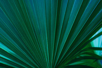 abstract palm leaf textures on dark blue tone, natural green background.
