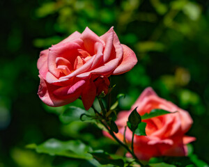 都心散策　ローズガーデンの花々　