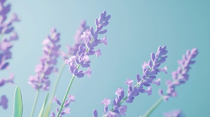 Naklejka premium Lavender Flowers with Soft Blue Background.
