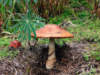 Wild mushrooms growing in a Mexican pine forest. A glimpse of forest biodiversity, fungal ecology,...