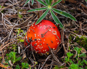 Wild mushrooms growing in a Mexican pine forest. A glimpse of forest biodiversity, fungal ecology,...