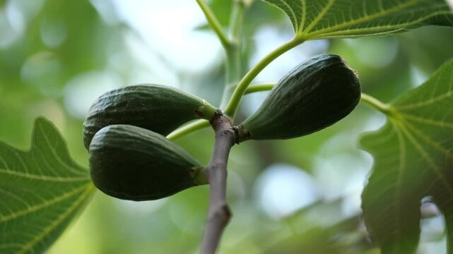 Close-up shot of figs on a tree