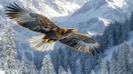 Fototapeta premium Majestic eagle soaring above snowy peaks