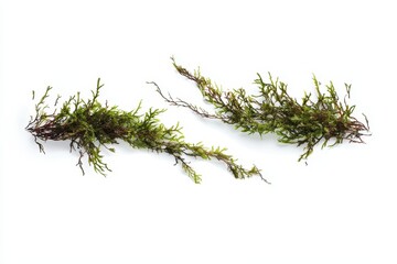 Two sprigs of moss,  hanging down,  isolated on white