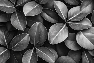 Close-up monochrome leaf texture