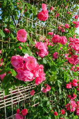 初夏の神戸岡本の本山街園のばら