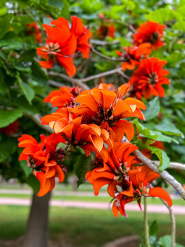 View of coral tree flowers 