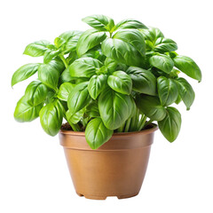basil in pot