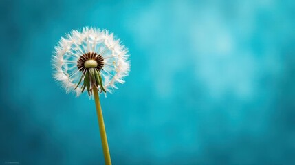 Fototapeta premium A Single Dandelion's Seed Head Against a Vibrant Teal Background, a Symbol of Change and New Beginnings