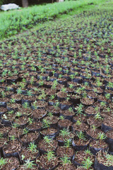Community forest nursery with pine and oyamel seedlings in traditional plastic bags. A sustainable reforestation method rooted in local knowledge.