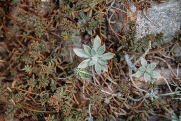 Grasses and succulents thriving in a rocky outdoor environment