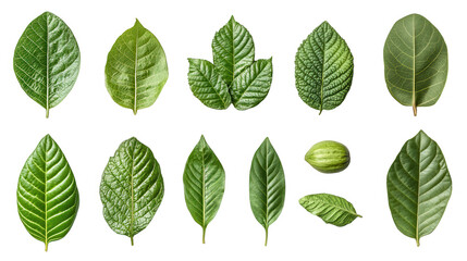 Collection of Fresh Green Leaves Isolated on PNG Transparent Background