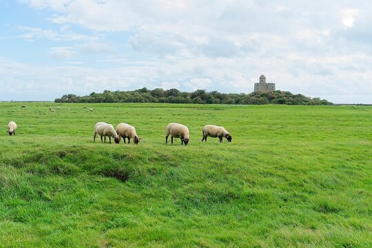 Saint-Vaast-la-Hougue France - 18 September 2023 - Sheep in front of Vauban Tower on Tatihou Island