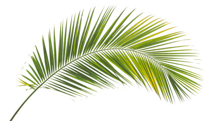 Obraz premium Palm tree leaves. isolated Green tropical leaf isolated on white background