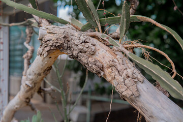 Unique natural texture of a cactus plant in a garden