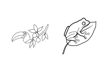 Line art illustration of a toucan a frog on a leaf and a branch with fruit for design