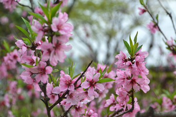 Korea, cherry blossom alley in spring
