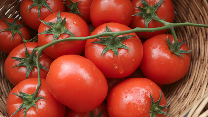  red tomatoes rest in a basket, each one adorned with glistening water droplets. 