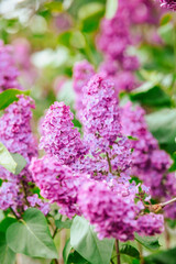 Obraz premium Vibrant lilacs blooming in a lush garden during springtime daylight