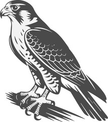 eagle on a white background