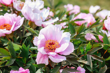 Peonies bloom beautifully in a vibrant garden during springtime sunlight