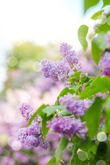 Obraz premium Purple lilac blossoms bloom in springtime garden with soft background bokeh