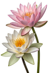 lotus flower isolated on white background