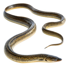 Obraz premium Eels fish isolated on white background