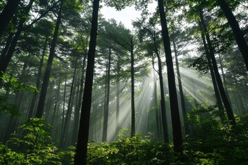 Fototapeta premium Sunlight filtering through a dense forest