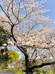 Beneath the cherry blossoms