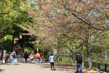 Osaka, Japan &ndash; April 14, 2024: The walkway of Osaka Castle near the Morinomiya entrance, with sakura in full bloom, makes the park a perfect place to relax.