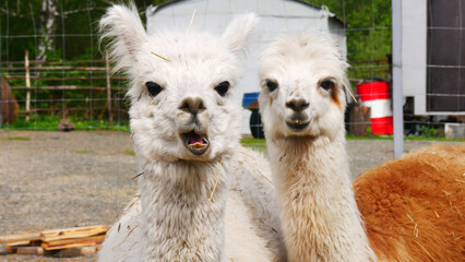 Obraz premium Close-up of two funny alpacas outdoors