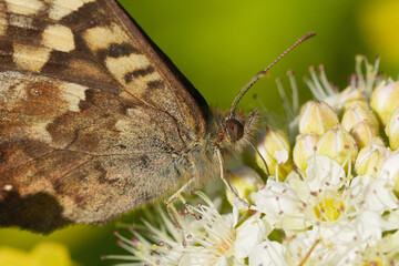 Obraz premium Close-up of a Wood speckled butterfly, Pararge aegeria with brown and beige wings on a cluster of delicate white flowers