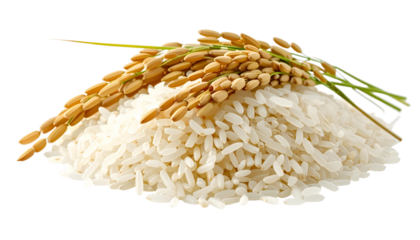 Rice Grains: Uncooked White Rice with Paddy, Transparent Background