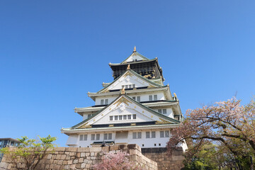 Osaka, Japan - April 14, 2024: Osaka Castle, a famous Japanese landmark, surrounded by pink sakura trees under a blue sky.